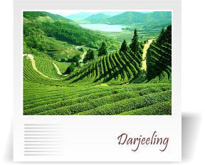 deccan-travels-corporation-darjeeling-tea-garden-nashik