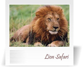 deccan-travels-lion-safari-nashik