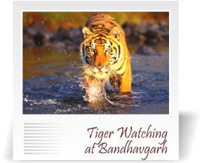 deccan-travels-corporation-tiger-safari-bandhavgarh-nashik-india