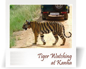 deccan-travels-corporation-tiger-safari-kanha-tour-nashik-india