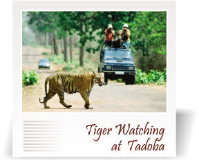 deccan-travels-corporation-tiger-safari-tadoba-tour-nashik-india